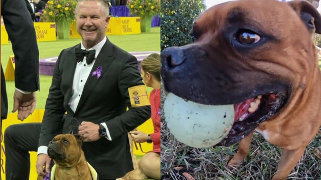 Lutz dog wins Best of Breed at Westminster