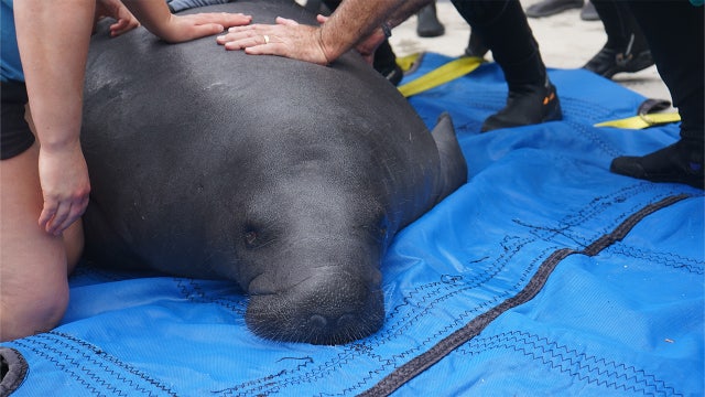 ZooTampa's Manatee Critical Care Center nominated for 'Best Zoo Exhibit' by USA TODAY — here's how to vote