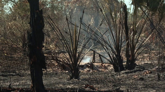 60-acre North Port brush fire sparks concerns of potentially ‘severe’ wildfire season, burn ban still in place