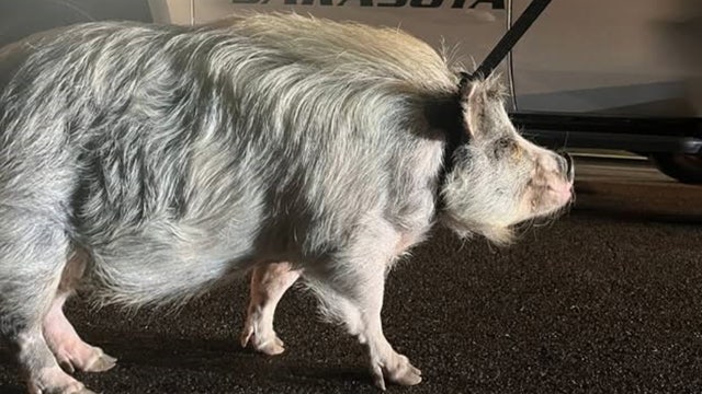 100-pound pot-bellied pig found roaming in downtown Sarasota: police