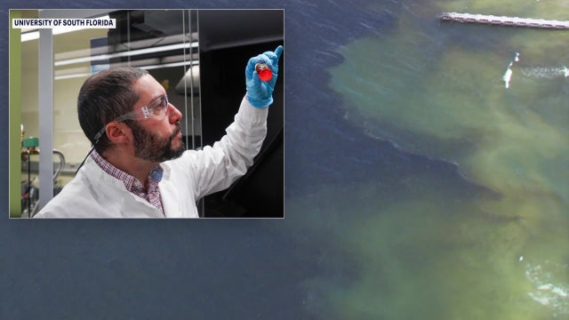 USF researchers harness sunlight in promising breakthrough to fight red tide