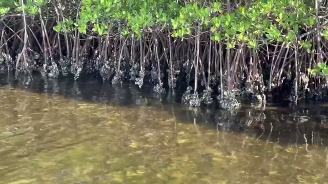 Artificial reef's success allows for cleaner water and healthier environment for Palmetto Bay
