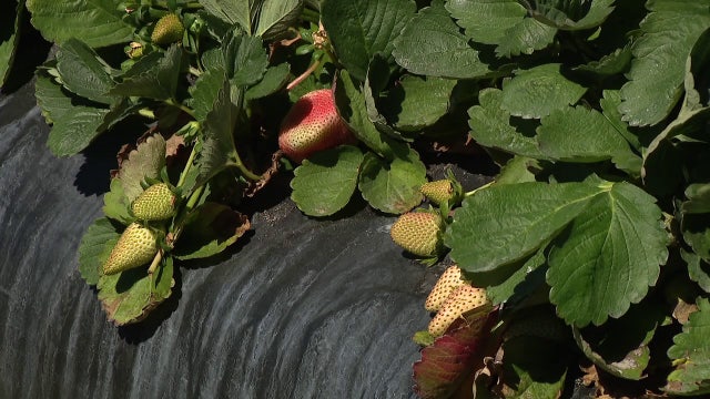 Florida farmers bracing for latest cold snap after they saw $3 billion in losses due to January frost