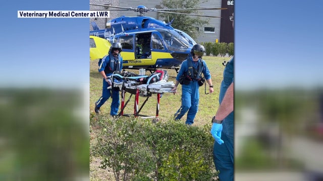 Florida's first injured K9 air medical transport program launched by Tampa General Aeromed