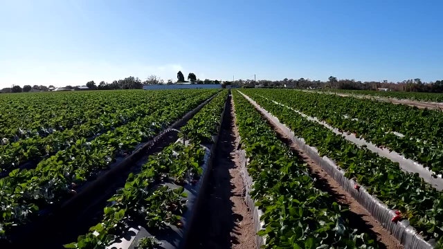 Cold nights, high stakes: Dover strawberry farmers fight to save crops