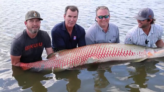 Real-life Jurassic Park: Amazonian ‘river monsters’ now in Florida