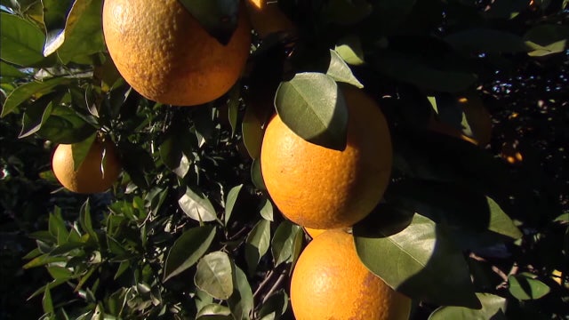 Florida agriculture bill causes concern about free speech, sponsors defend it