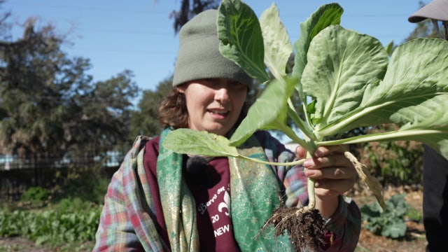 Clearwater 'Empowerment Garden' combats food desert with fresh produce for families