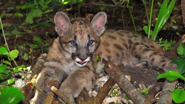 ZooTampa mourns the death of beloved Florida panther, Lucy, after battle with cancer