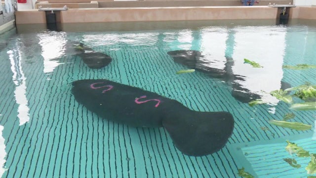 FWC investigating spike in manatee deaths over the past week