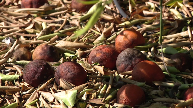 Florida citrus growers fear another freeze after statewide crop losses