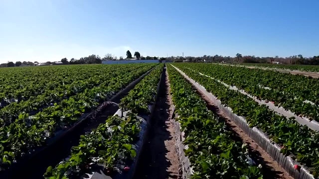 Florida agriculture takes big hit after multiple winter freezes