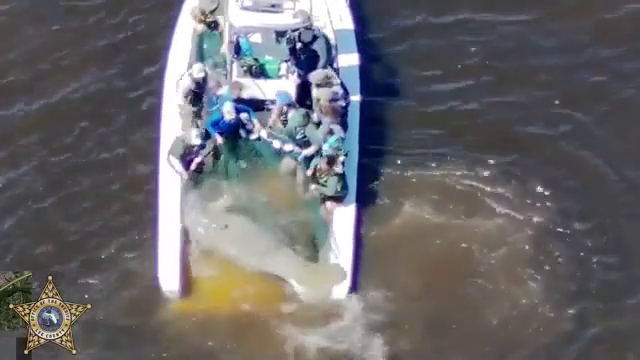 Video: Injured Florida manatee rescued by authorities, receiving medical care at ZooTampa