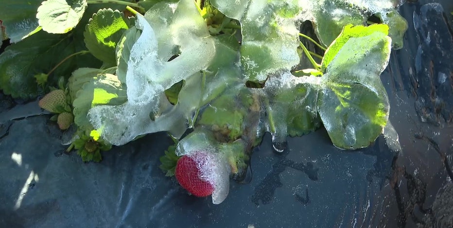 Cold nights, high stakes: Dover strawberry farmers fight to save