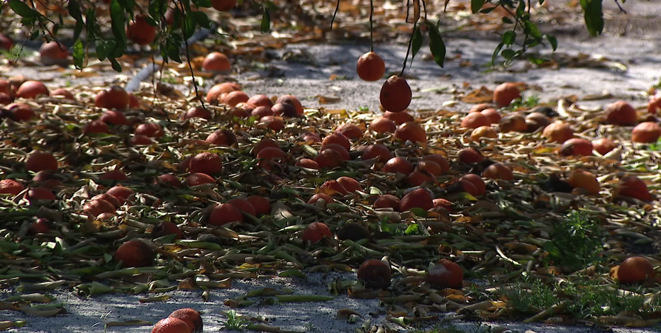 Florida citrus growers fear another freeze after statewide crop