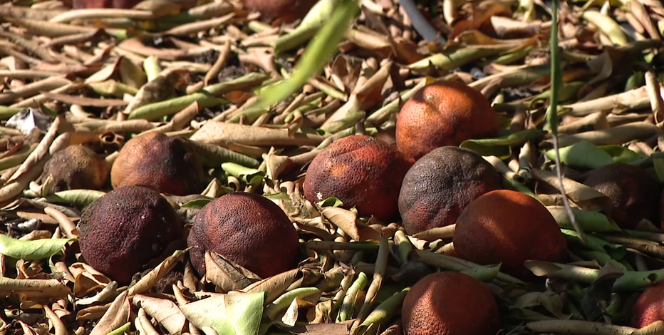 Florida citrus growers fear another freeze after statewide crop