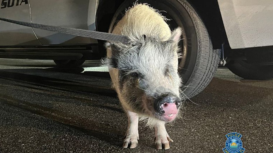 100-pound pot-bellied pig found roaming in downtown Sarasota