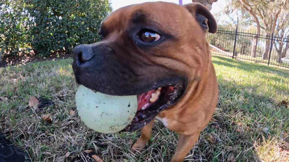 Lutz dog wins Best of Breed at Westminster | FOX 13 Tampa Bay