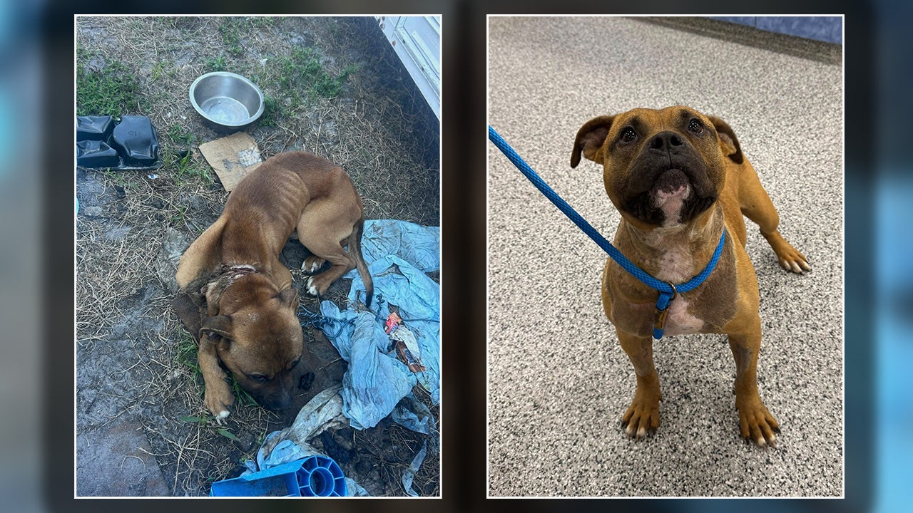 Manatee County dog with cord severely embedded in neck rescued, now recovering after surgery