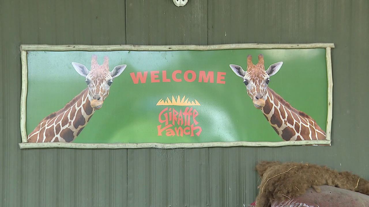 Newcomer Kai is a natural crowd pleaser at Giraffe Ranch