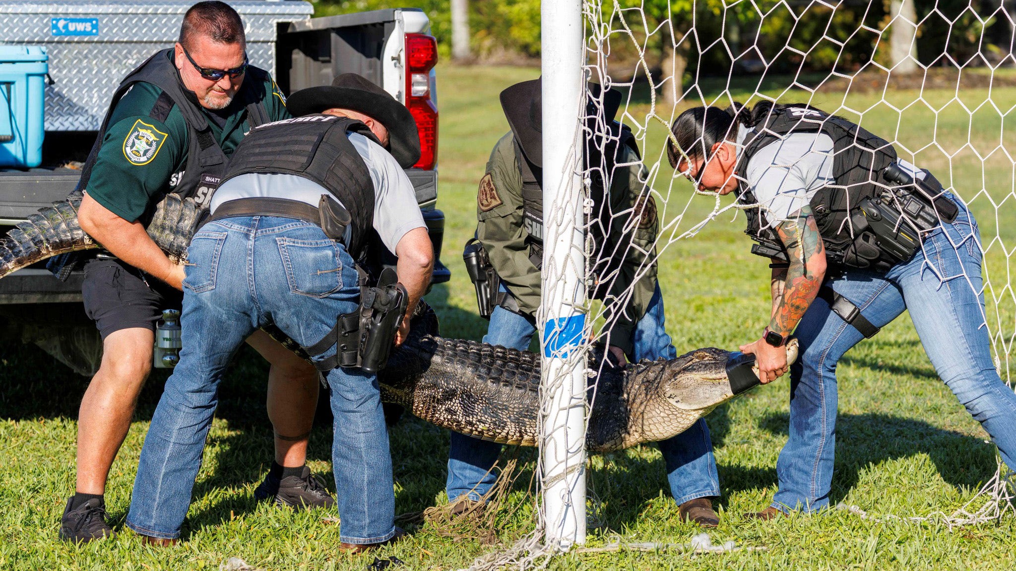 Alligator trapped in soccer net rescued by Manatee County deputies after Gators' loss