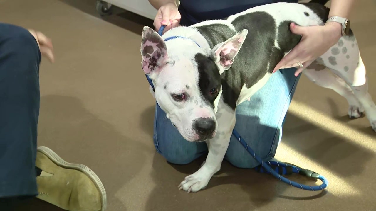 Hillsborough Pet Resource Center at capacity: How to foster at Tampa's open-admission shelter