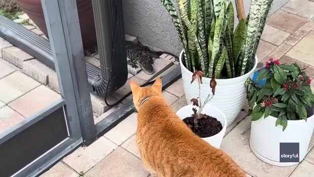 Video: Florida cat's face-to-face encounter with gator lurking outside home