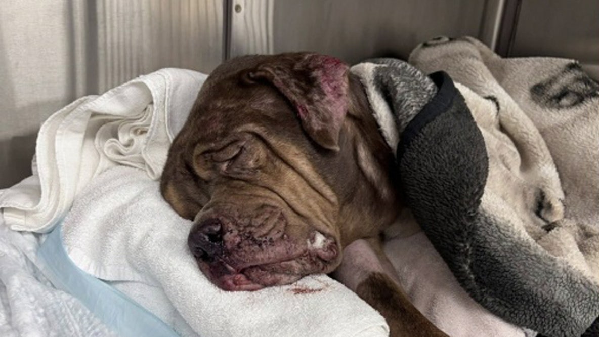 Dog dead, another fighting for life after reportedly being pushed from U-Haul near Largo Mall