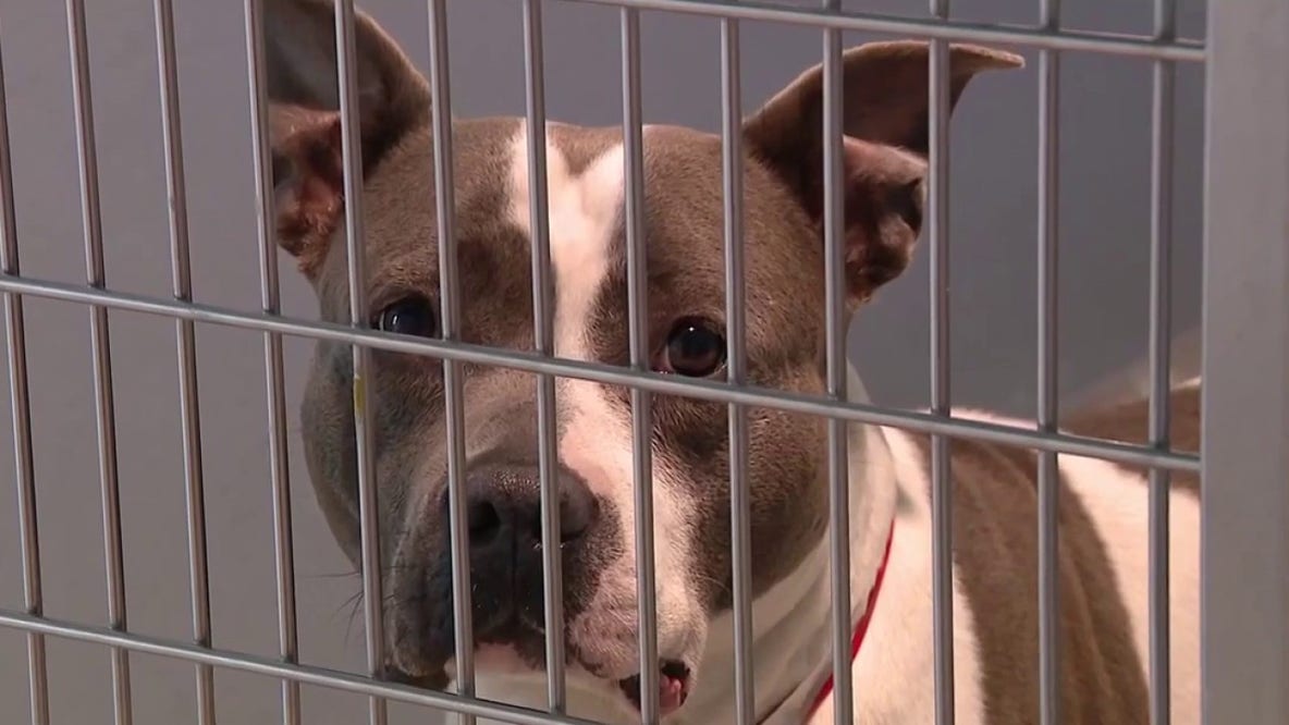 Humane Society of Tampa Bay at ‘critical capacity,’ urging community to adopt or foster larger dogs