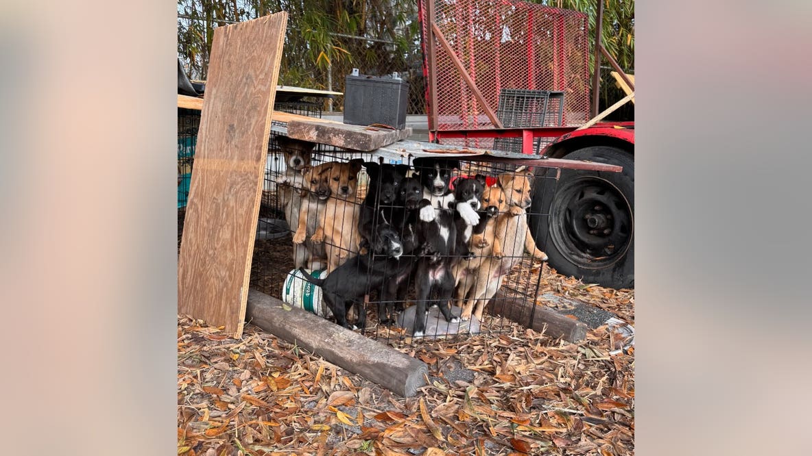 'We are exhausted’: Tampa rescue races to save accidental litter, begs community to foster