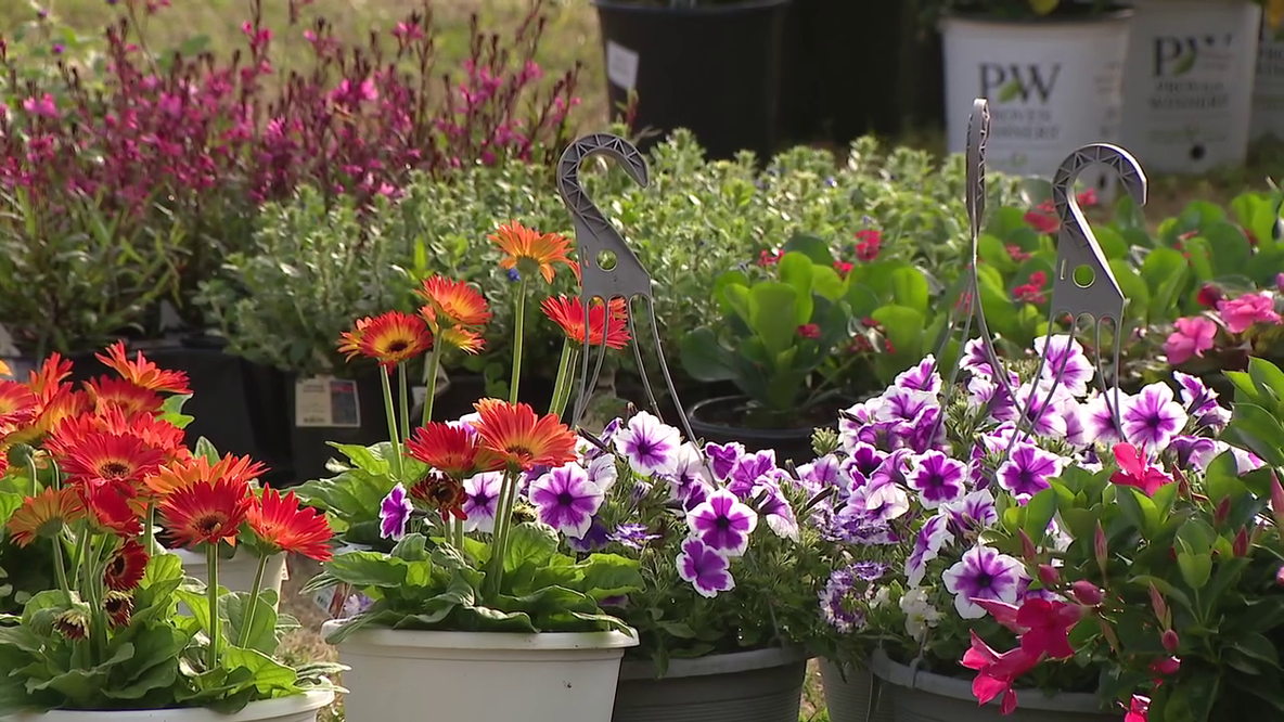 Pinellas Botanicals & BrunchFest blooms with plants, local vendors and unique breakfast bites