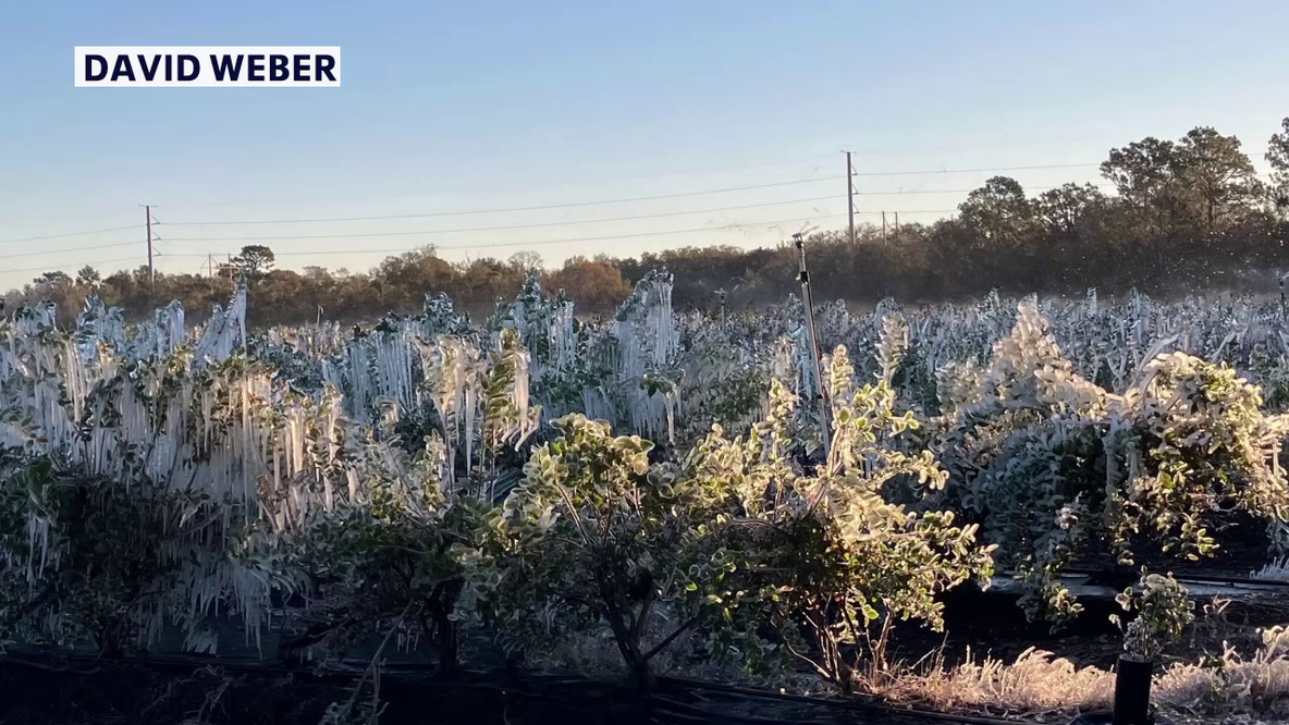 Florida blueberry harvest delayed after February deep freeze: 'You just recover and continue on'