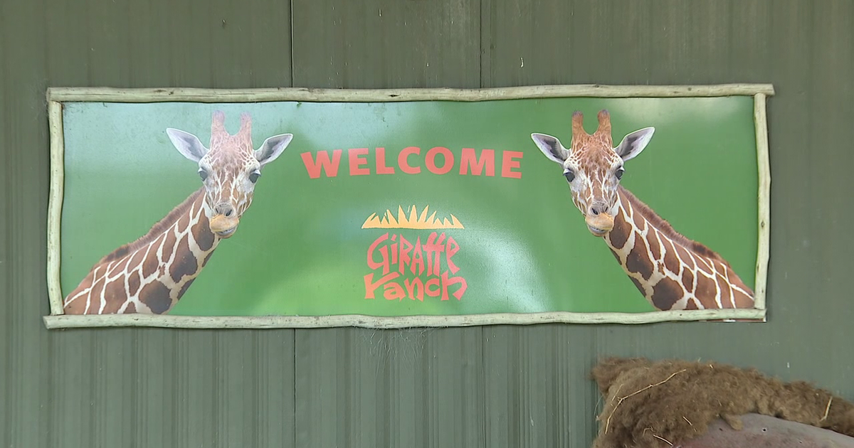 giraffe リバーシブルキルティングボアタイ GREEN giraffe リバーシブルキルティングボアタイ GREEN