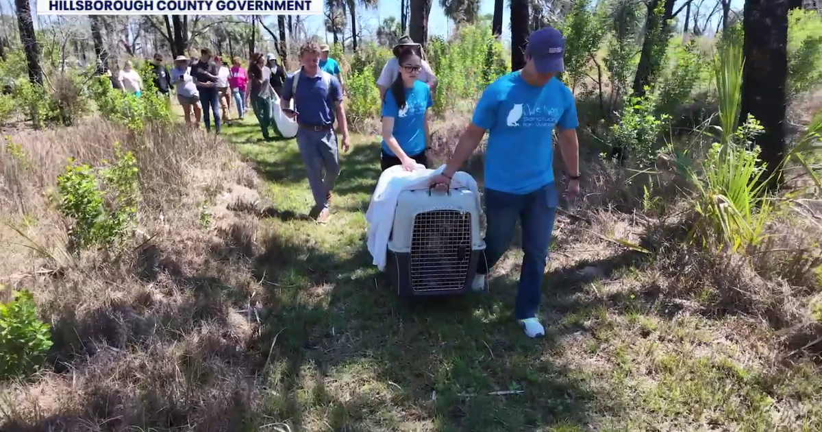 Wildlife sanctuary releases two bobcats in Hillsborough County after rehabbing them