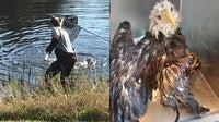 Bald eagle rescued from alligator-filled Florida canal after crash-landing