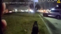 Video: Florida police 'ham-per' escape of speedy pig after hilarious 'hoof pursuit'