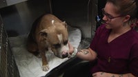 Bay Area veterinarians sound alarm on mental health crisis