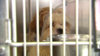 Bill addressing animal cruelty involving children, expanding on Dexter's Law moves forward