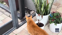 Video: Florida cat's face-to-face encounter with gator lurking outside home