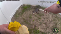Watch: Highlands County deputy uses PVC pipe, rain slicker to wrangle wandering alligator