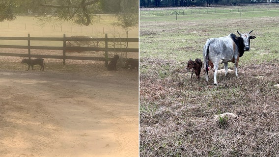Dade City ranch owner’s cattle attacked by pack of dogs for months