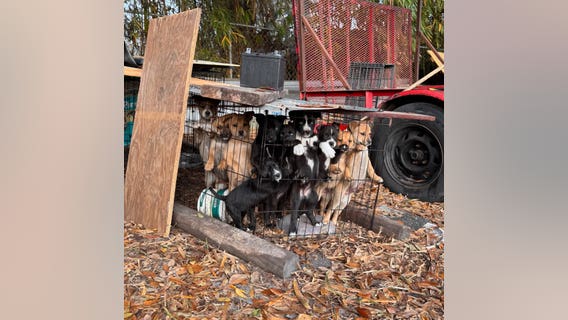 'We are exhausted’: Tampa rescue races to save accidental litter, begs community to foster