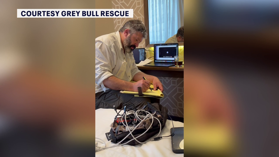 American families stranded in Israel turn to Grey Bull Rescue: 'The name of the game is speed'