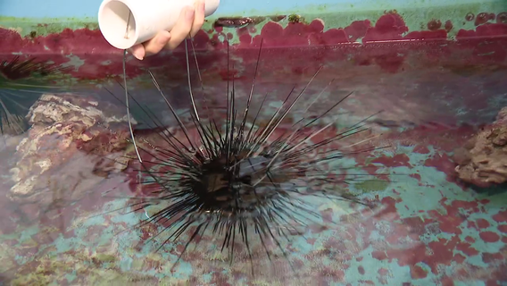 Researchers at Apollo Beach study sea urchins and coral to help restore Florida’s reefs