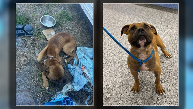 Manatee County dog with cord severely embedded in neck rescued, now recovering after surgery
