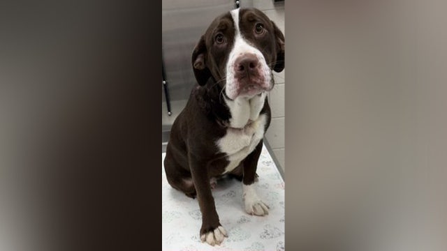 Dog found dead, another injured near Lake Hamilton prompts animal cruelty investigation