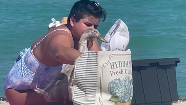 Video: Florida woman brings pet duck to the beach