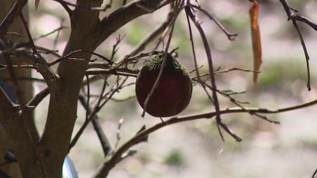 USDA issues disaster declaration for Florida after $3.1 billion in winter freeze damage