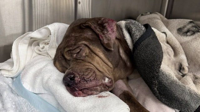 Dog dead, another fighting for life after reportedly being pushed from U-Haul near Largo Mall