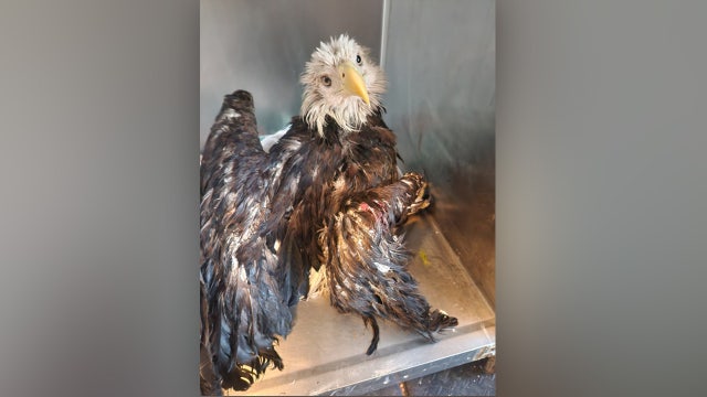 Bald eagle rescued from alligator-filled Florida canal after crash-landing